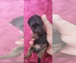 Small Photo #289 Yorkshire Terrier Puppy For Sale in AKRON, OH, USA
