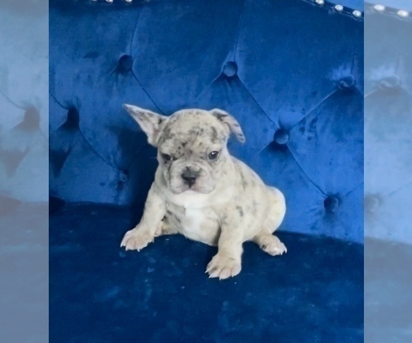 Medium Photo #35 French Bulldog Puppy For Sale in KANSAS CITY, MO, USA