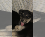 Small Photo #2 Labrador Retriever-Siberian Husky Mix Puppy For Sale in WOODFORD, VA, USA