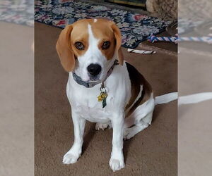 Beagle Dogs for adoption in Apple Valley, CA, USA