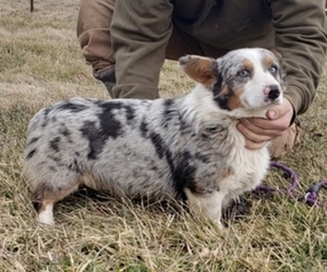 Pembroke Welsh Corgi Puppy for sale in MILTON, WI, USA