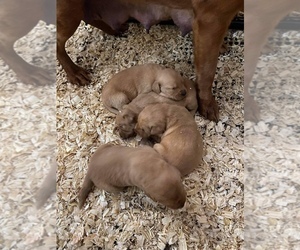 Golden Labrador Puppy for sale in MONCLOVA, OH, USA