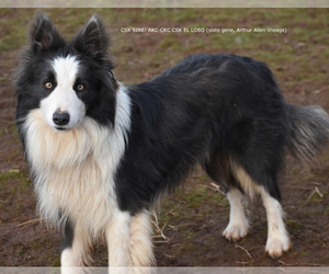 Father of the Border Collie puppies born on 02/27/2025