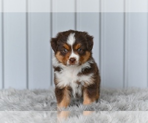 Miniature Australian Shepherd Puppy for sale in MILLERSBURG, OH, USA