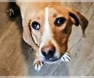 American Foxhound Dogs for adoption in garner, NC, USA