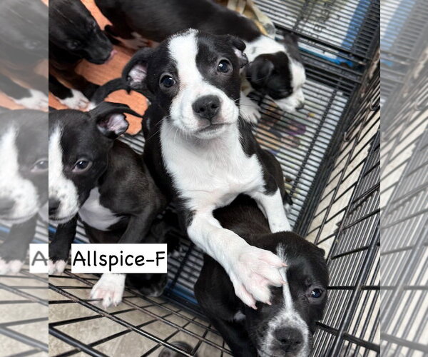 Medium Photo #5 American Boston Bull Terrier Puppy For Sale in Gilberts, IL, USA