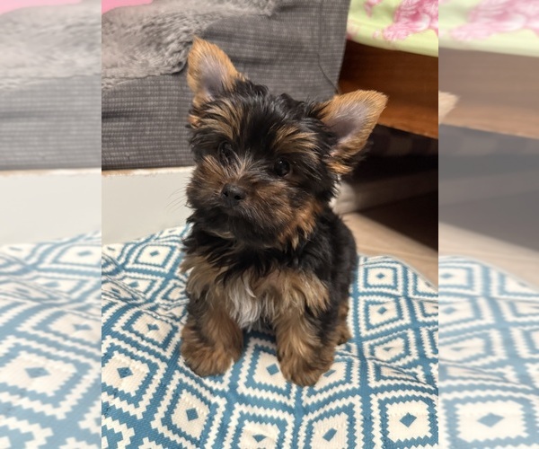 Medium Photo #1 Yorkshire Terrier Puppy For Sale in VALRICO, FL, USA