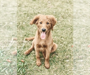 Double Doodle Puppy for sale in ABILENE, TX, USA