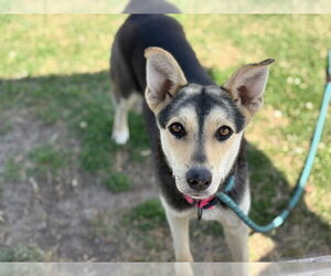 Gerberian Shepsky Dogs for adoption in Tulsa, OK, USA