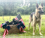 Small Photo #2 German Shepherd Dog Puppy For Sale in LIVE OAK, FL, USA