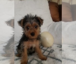 Yorkshire Terrier Puppy for sale in PRESCOTT VALLEY, AZ, USA
