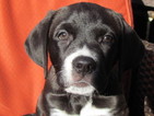 Puppy 7 Labrador Retriever-Saint Bernard Mix