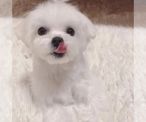 Maltese Puppy for Sale in CLERMONT, Florida USA