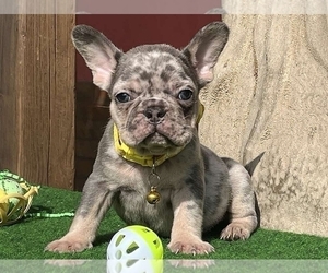 French Bulldog Puppy for sale in CLINTON, NJ, USA