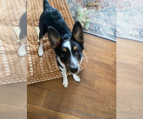 Medium Photo #2 Australian Shepherd-Unknown Mix Puppy For Sale in Denver , CO, USA