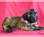 Small #4 Soft Coated Wheaten Terrier