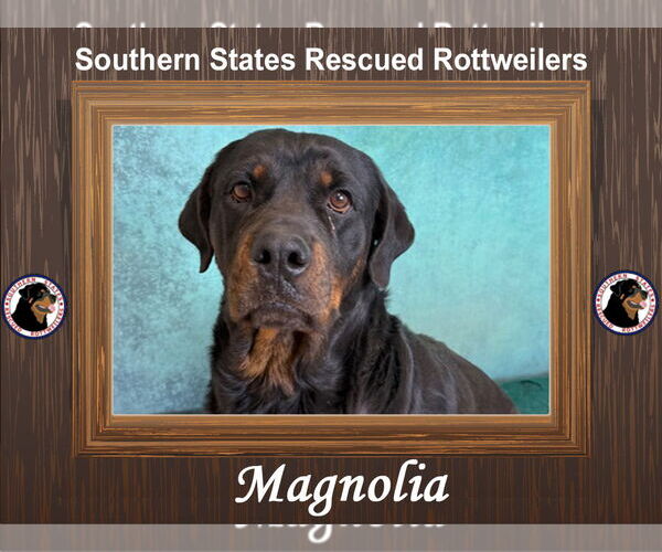 Medium Photo #2 Rottweiler Puppy For Sale in White Hall, AR, USA