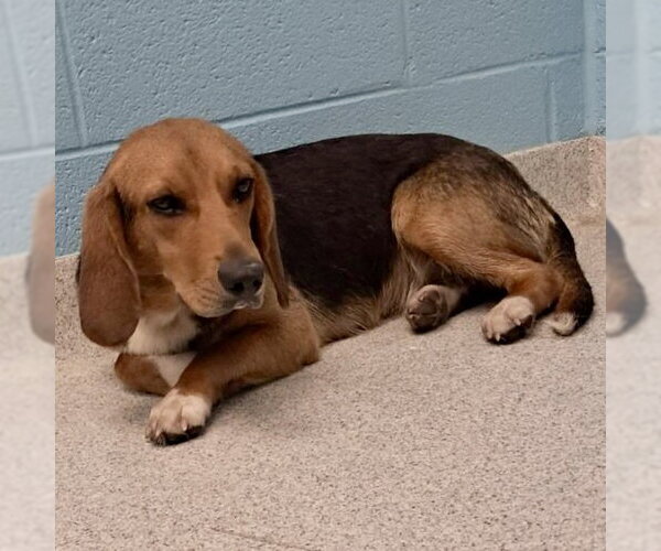 Medium Photo #3 Beagle Puppy For Sale in Batavia, OH, USA