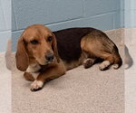 Small #2 Beagle