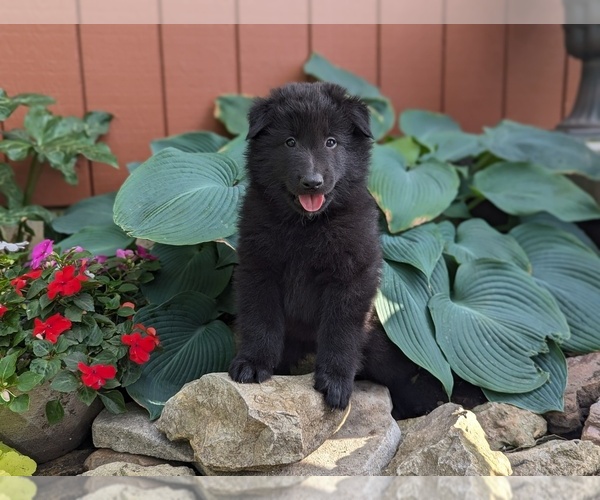 Medium Photo #9 Belgian Sheepdog Puppy For Sale in HAMILTON, MO, USA