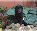 Small #8 Belgian Sheepdog