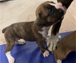 Small Photo #13 Boxer Puppy For Sale in EAST FISHKILL, NY, USA
