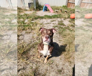 Edward - Male Mutt Dog for Adoption - Photo #10