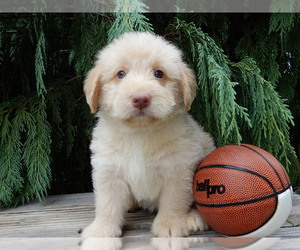 Labradoodle Puppy for sale in MILLERSBURG, OH, USA