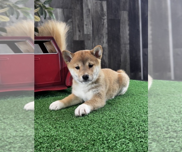 Medium Photo #6 Shiba Inu Puppy For Sale in CANOGA, NY, USA