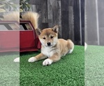 Small #5 Shiba Inu