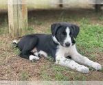 Puppy Pina Colada Border Collie