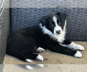 Border-Aussie Puppy for sale in SILVER CREEK, NY, USA