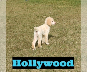 Poodle (Standard) Puppy for sale in SAINT CLOUD, FL, USA
