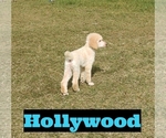 Small Photo #1 Poodle (Standard) Puppy For Sale in SAINT CLOUD, FL, USA