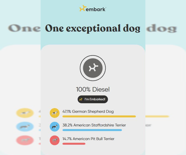 Medium Photo #11 American Staffordshire Terrier-German Shepherd Dog Mix Puppy For Sale in Tampa, FL, USA