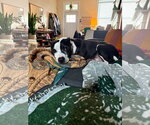 Small #8 American Staffordshire Terrier Mix