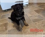 Small Photo #5 German Shepherd Dog Puppy For Sale in LUCERNE, IN, USA