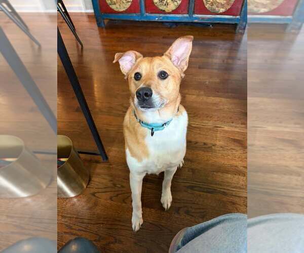 Medium Photo #2 Mutt Puppy For Sale in Springdale, PA, USA