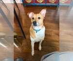 Small Photo #2 Mutt Puppy For Sale in Springdale, PA, USA