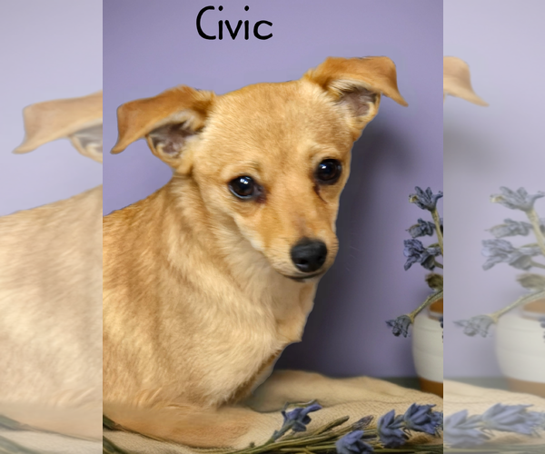 Medium Photo #2 Chihuahua Puppy For Sale in Phelan, CA, USA