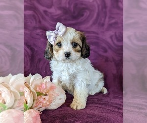 Cavapoo Puppy for sale in NOTTINGHAM, PA, USA