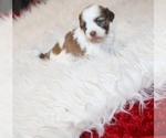 Image preview for Ad Listing. Nickname: Rosee