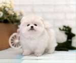 Small Photo #2 Pomeranian Puppy For Sale in BEVERLY HILLS, CA, USA