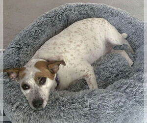 Boochie TX - Female Mutt Dog for Adoption - Photo #5