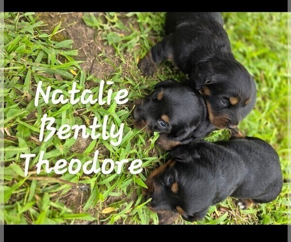 Medium Photo #1 Dachshund Puppy For Sale in HALF WAY, MO, USA