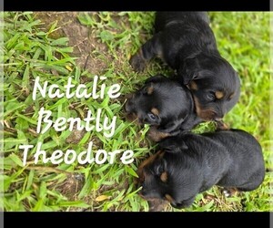 Dachshund Litter for sale in HALF WAY, MO, USA