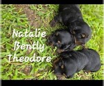 Small Dachshund