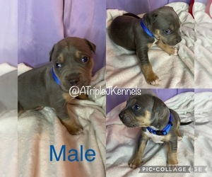 American Bully Puppy for sale in BEAVER FALLS, PA, USA