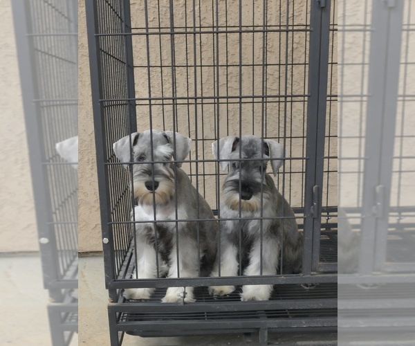 Medium Photo #15 Schnauzer (Miniature) Puppy For Sale in MORENO VALLEY, CA, USA