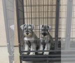 Small #14 Schnauzer (Miniature)